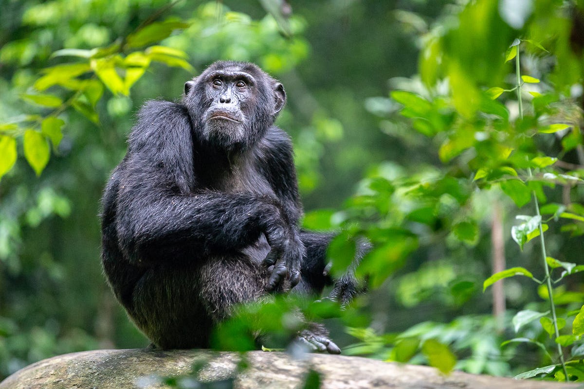 Uganda