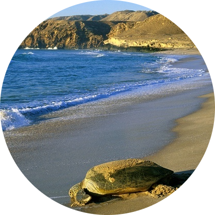 https://www.liztravelagency.com/wp-content/uploads/2022/07/ecotourism-oman-middleeast.png