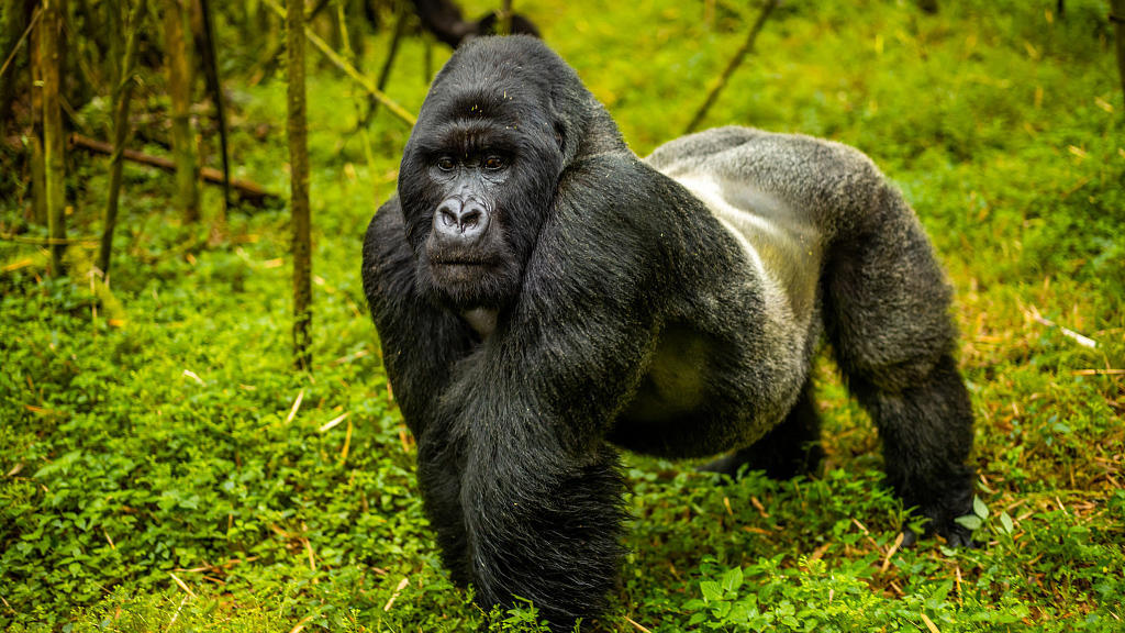 gorilla