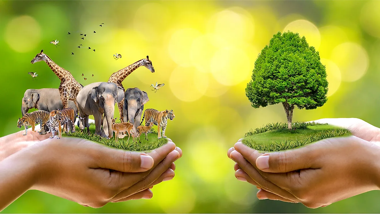 wild life