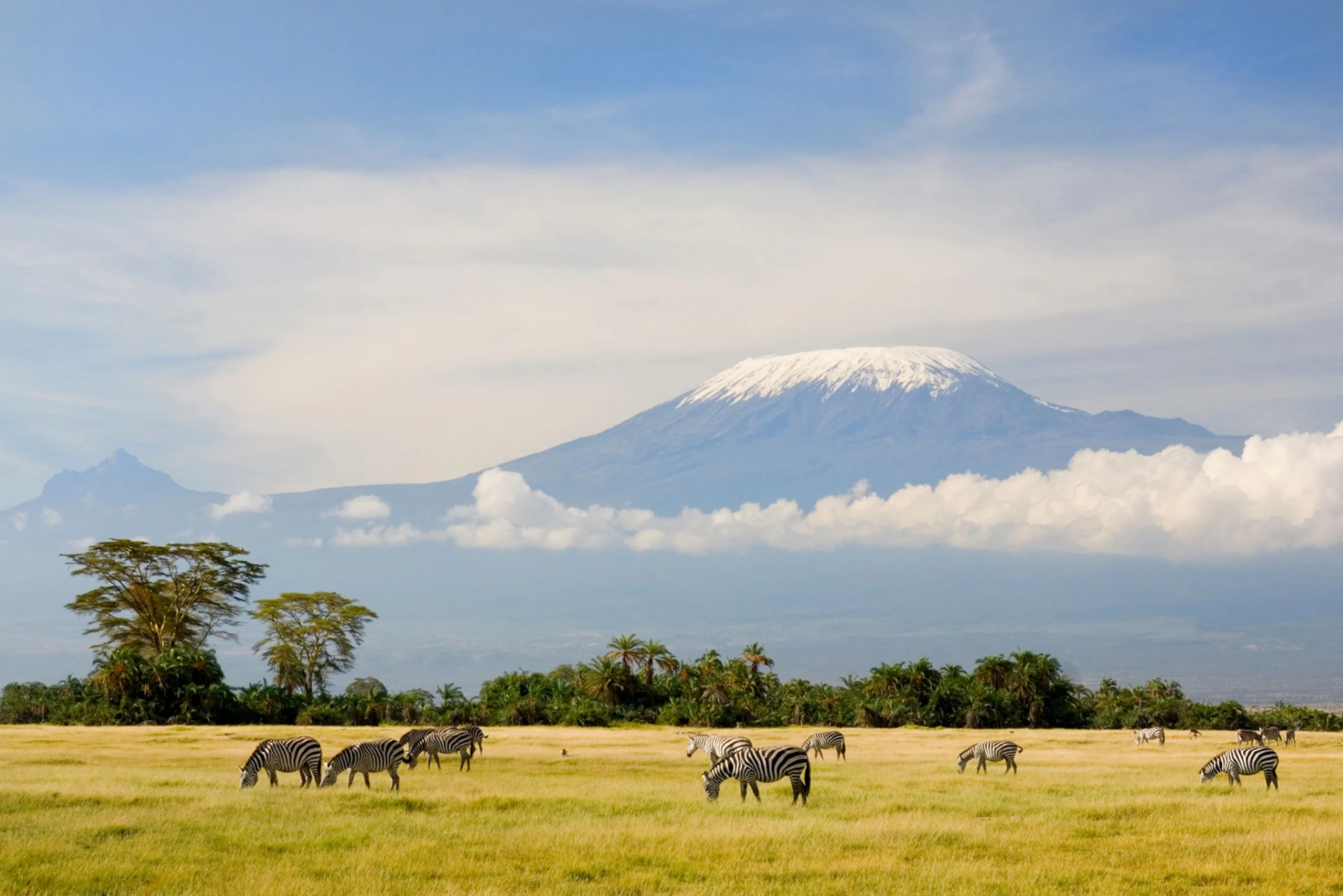 zebras-kilimanjaro-africa