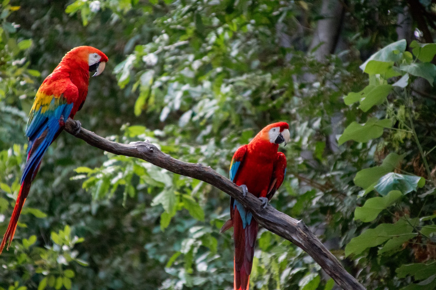 Brazil, Amazon